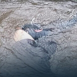 La mañana del 27 de junio comenzó con un inesperado hallazgo en la parroquia rural Puente de Aláquez, en la provincia de Cotopaxi. Cerca de las 08h45, una vecina que cuidaba a sus terneros en las inmediaciones del río Aláquez se llevó una impactante sorpresa al descubrir un cuerpo sin vida flotando en el agua.