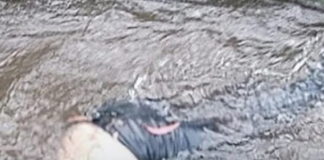 La mañana del 27 de junio comenzó con un inesperado hallazgo en la parroquia rural Puente de Aláquez, en la provincia de Cotopaxi. Cerca de las 08h45, una vecina que cuidaba a sus terneros en las inmediaciones del río Aláquez se llevó una impactante sorpresa al descubrir un cuerpo sin vida flotando en el agua.