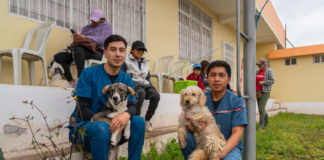 El Municipio de Riobamba, comprometido con la protección y el bienestar animal, desarrolló con éxito una nueva jornada gratuita de esterilización en el barrio El Florecer, como parte de su política de salud y control poblacional de animales de compañía.