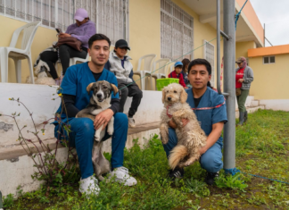 El Municipio de Riobamba, comprometido con la protección y el bienestar animal, desarrolló con éxito una nueva jornada gratuita de esterilización en el barrio El Florecer, como parte de su política de salud y control poblacional de animales de compañía.