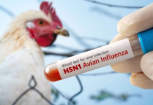 Ecuador está libre de gripe aviar, según la Organización Mundial de Sanidad Animal. El Ministerio de Agricultura informó que Ecuador lleva 721 días sin la presencia de brotes en granjas comerciales y 507 días en predios traspatio.