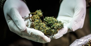 Jorge C., un hombre de 38 años residente en Riobamba, fue sentenciado a 40 meses de prisión por presuntamente almacenar y comercializar marihuana en su domicilio. Esta condena, resultado de un procedimiento abreviado, es un reflejo de una realidad alarmante, el microtráfico, un delito que a menudo pasa desapercibido, se está expandiendo rápidamente en muchas ciudades del Ecuador, afectando a comunidades enteras y dejando una estela de inseguridad y violencia.