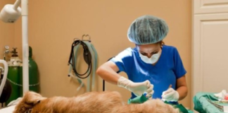 Estudiantes de la carrera de Pedagogía de los Idiomas Nacionales y Extranjeros de la Universidad Nacional de Chimborazo (UNACH), han desarrollado una iniciativa formativa con impacto social y ético: una campaña gratuita de esterilización animal, dirigida a familias de escasos recursos de los sectores El Batán, Yaruquíes, María Auxiliadora y Pedregal.
