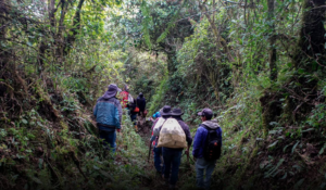 El 13 de julio de 2025, en un emotivo acto de conmemoración cargado de simbolismo y profundo sentido histórico, las comunidades del cantón Cumandá y la parroquia de Sibambe se unieron para rendir homenaje al legado de sus antepasados a través de la tradicional Ruta del Contrabandista, una travesía que evoca los tiempos en que el trueque y el esfuerzo físico tejían vínculos entre pueblos.
