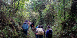 El 13 de julio de 2025, en un emotivo acto de conmemoración cargado de simbolismo y profundo sentido histórico, las comunidades del cantón Cumandá y la parroquia de Sibambe se unieron para rendir homenaje al legado de sus antepasados a través de la tradicional Ruta del Contrabandista, una travesía que evoca los tiempos en que el trueque y el esfuerzo físico tejían vínculos entre pueblos.