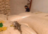 La Agencia Nacional de Regulación, Control y Vigilancia Sanitaria (Arcsa) clausuró de manera inmediata una envasadora de arroz, azúcar y granos secos ubicada en el sector de Mayancela, en Cuenca, tras detectar graves deficiencias sanitarias y una severa infestación de roedores en sus instalaciones.