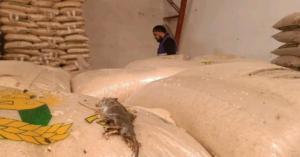 La Agencia Nacional de Regulación, Control y Vigilancia Sanitaria (Arcsa) clausuró de manera inmediata una envasadora de arroz, azúcar y granos secos ubicada en el sector de Mayancela, en Cuenca, tras detectar graves deficiencias sanitarias y una severa infestación de roedores en sus instalaciones.