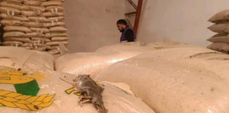 La Agencia Nacional de Regulación, Control y Vigilancia Sanitaria (Arcsa) clausuró de manera inmediata una envasadora de arroz, azúcar y granos secos ubicada en el sector de Mayancela, en Cuenca, tras detectar graves deficiencias sanitarias y una severa infestación de roedores en sus instalaciones.
