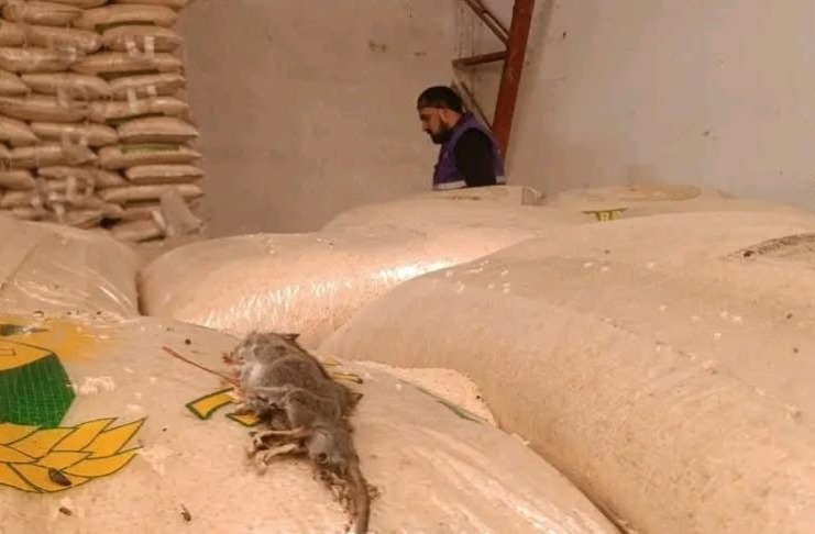 La Agencia Nacional de Regulación, Control y Vigilancia Sanitaria (Arcsa) clausuró de manera inmediata una envasadora de arroz, azúcar y granos secos ubicada en el sector de Mayancela, en Cuenca, tras detectar graves deficiencias sanitarias y una severa infestación de roedores en sus instalaciones.