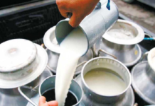 El Ministerio de Agricultura y Ganadería (MAG) y la empresa Gloria Food Ecuador sellaron un acuerdo que permitirá a los pequeños productores de leche comercializar su producto directamente con la industria, eliminando intermediarios y asegurando un precio más justo y sostenible.