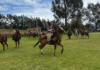 El pasado 27 de julio, la comunidad de Ainché, ubicada en el cantón Chambo, se convirtió en el corazón palpitante de la tradición andina al celebrar una jornada de rodeo que reunió a vecinos, autoridades y visitantes en torno a la identidad, la destreza y el amor por las costumbres del campo.