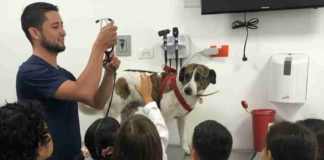 Durante todo el mes de agosto, los niños de Pelileo tendrán la oportunidad de ponerse la bata blanca y conocer de cerca el trabajo de un veterinario, gracias al programa “Veterinario por un día”, impulsado por la Reina de Pelileo, Liz Villegas.