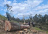 Un operativo realizado por la Policía Nacional del Ecuador, a través de la Subzona Chimborazo y con el apoyo del Ministerio de Medio Ambiente, intervino en un presunto caso de tala ilegal de árboles en la parroquia Cacha, ubicada en los alrededores de Riobamba.