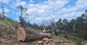 Un operativo realizado por la Policía Nacional del Ecuador, a través de la Subzona Chimborazo y con el apoyo del Ministerio de Medio Ambiente, intervino en un presunto caso de tala ilegal de árboles en la parroquia Cacha, ubicada en los alrededores de Riobamba.