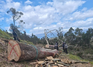Un operativo realizado por la Policía Nacional del Ecuador, a través de la Subzona Chimborazo y con el apoyo del Ministerio de Medio Ambiente, intervino en un presunto caso de tala ilegal de árboles en la parroquia Cacha, ubicada en los alrededores de Riobamba.