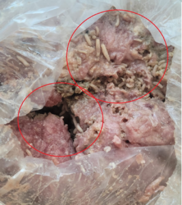 Una ama de casa del cantón Pastaza denunció la venta de piltrafas contaminadas con gusanos en un local del sector del mercado de los plátanos, en la ciudad de Puyo. La mujer, que prefirió mantener su nombre en reserva, relató que adquirió la carne con la intención de alimentar a sus mascotas, pero al llegar a casa y abrir la funda, se encontró con la desagradable sorpresa: el producto estaba infestado de larvas.