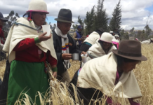 El 31 de agosto, la comunidad de La Moya, en la parroquia Calpi, abrirá sus puertas para compartir con propios y visitantes la Fiesta del Jahuay, un ritual agrícola que ha perdurado por siglos en el pueblo Puruhá.