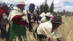 El 31 de agosto, la comunidad de La Moya, en la parroquia Calpi, abrirá sus puertas para compartir con propios y visitantes la Fiesta del Jahuay, un ritual agrícola que ha perdurado por siglos en el pueblo Puruhá.