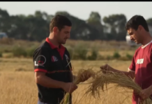 Con el objetivo de evitar una caída en los precios del arroz que afecte a los pequeños y medianos productores del país, el Ministerio de Agricultura y Ganadería (MAG) anunció la compra de 50 mil toneladas de este grano. Así lo confirmó el titular de esta cartera de Estado, Danilo Palacios, durante una entrevista con el medio especializado AgroEcuador TV.