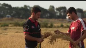 Con el objetivo de evitar una caída en los precios del arroz que afecte a los pequeños y medianos productores del país, el Ministerio de Agricultura y Ganadería (MAG) anunció la compra de 50 mil toneladas de este grano. Así lo confirmó el titular de esta cartera de Estado, Danilo Palacios, durante una entrevista con el medio especializado AgroEcuador TV.
