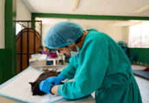 El Municipio de Riobamba, a través del Centro de Bienestar Animal Patitas Criar, desplegó su quirófano móvil en el barrio el Socorro, para realizar 38 esterilizaciones, con el objetivo de frenar el crecimiento descontrolado de la población canina y felina, una problemática que en muchos sectores rurales y urbanos se traduce en abandono, maltrato y riesgos sanitarios.