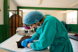 El Municipio de Riobamba, a través del Centro de Bienestar Animal Patitas Criar, desplegó su quirófano móvil en el barrio el Socorro, para realizar 38 esterilizaciones, con el objetivo de frenar el crecimiento descontrolado de la población canina y felina, una problemática que en muchos sectores rurales y urbanos se traduce en abandono, maltrato y riesgos sanitarios.