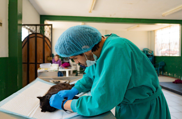 El Municipio de Riobamba, a través del Centro de Bienestar Animal Patitas Criar, desplegó su quirófano móvil en el barrio el Socorro, para realizar 38 esterilizaciones, con el objetivo de frenar el crecimiento descontrolado de la población canina y felina, una problemática que en muchos sectores rurales y urbanos se traduce en abandono, maltrato y riesgos sanitarios.