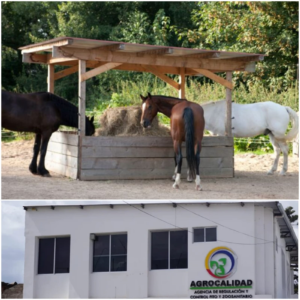 La detección de influenza equina, subtipo H3N8, llevó a Agrocalidad a emitir una alerta sanitaria que abarca las provincias de Chimborazo y Pichincha, generando preocupación entre veterinarios, ganaderos y autoridades locales.