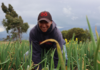 El gobierno de Daniel Noboa anunció la entrega del Bono Raíces, una compensación económica destinada a familias rurales de los sectores agrícola y pecuario, como medida frente al reciente fin del subsidio al diésel en Ecuador.