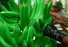 El presidente Daniel Noboa suscribió el Decreto Ejecutivo N.º 116, con el cual reformó el reglamento a la Ley para Estimular y Controlar la Producción y Comercialización del Banano, Plátano y otras musáceas afines destinadas a la exportación. La medida entró en vigencia el 10 de septiembre de 2025, tras su publicación en el Registro Oficial.