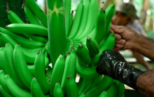 El presidente Daniel Noboa suscribió el Decreto Ejecutivo N.º 116, con el cual reformó el reglamento a la Ley para Estimular y Controlar la Producción y Comercialización del Banano, Plátano y otras musáceas afines destinadas a la exportación. La medida entró en vigencia el 10 de septiembre de 2025, tras su publicación en el Registro Oficial.