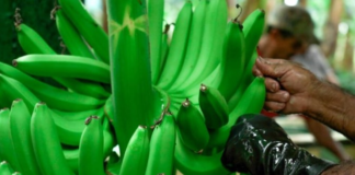 El presidente Daniel Noboa suscribió el Decreto Ejecutivo N.º 116, con el cual reformó el reglamento a la Ley para Estimular y Controlar la Producción y Comercialización del Banano, Plátano y otras musáceas afines destinadas a la exportación. La medida entró en vigencia el 10 de septiembre de 2025, tras su publicación en el Registro Oficial.