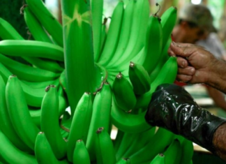 El presidente Daniel Noboa suscribió el Decreto Ejecutivo N.º 116, con el cual reformó el reglamento a la Ley para Estimular y Controlar la Producción y Comercialización del Banano, Plátano y otras musáceas afines destinadas a la exportación. La medida entró en vigencia el 10 de septiembre de 2025, tras su publicación en el Registro Oficial.
