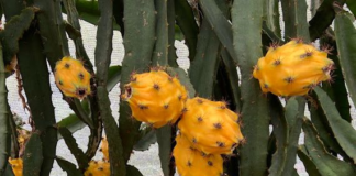 El dinamismo del sector agropecuario y agroindustrial ecuatoriano se refleja en un incremento histórico de las exportaciones. Según cifras del Banco Central del Ecuador, entre enero y junio de 2025, las ventas al exterior alcanzaron 6,442 millones de dólares FOB, lo que representa un crecimiento del 30,7 % respecto al mismo periodo del año anterior, cuando se registraron 4,929 millones.