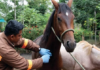 Siete casos confirmados en Alausí y Guano ponen en evidencia la vulnerabilidad sanitaria del sector equino en la provincia. Agrocalidad mantiene el control, pero advierte que la vigilancia debe continuar. Ha inicios de agosto, cuando se confirmaron los primeros casos de influenza equina en dos cantones de la provincia.