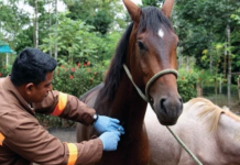 Siete casos confirmados en Alausí y Guano ponen en evidencia la vulnerabilidad sanitaria del sector equino en la provincia. Agrocalidad mantiene el control, pero advierte que la vigilancia debe continuar. Ha inicios de agosto, cuando se confirmaron los primeros casos de influenza equina en dos cantones de la provincia.