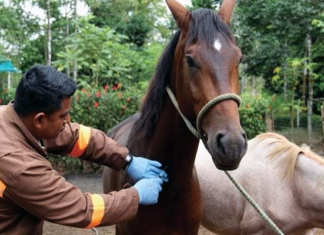 Siete casos confirmados en Alausí y Guano ponen en evidencia la vulnerabilidad sanitaria del sector equino en la provincia. Agrocalidad mantiene el control, pero advierte que la vigilancia debe continuar. Ha inicios de agosto, cuando se confirmaron los primeros casos de influenza equina en dos cantones de la provincia.