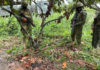 En el marco de las operaciones de control de armas, municiones y explosivos, personal del Ejército Ecuatoriano realizó este 3 de septiembre, un operativo en el cantón Las Naves, provincia de Bolívar, que permitió el decomiso de dos armas de fuego y municiones.