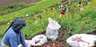 En los últimos días, el anuncio del Bono Raíces, un incentivo económico destinado al sector agrícola, ha despertado gran interés entre productores rurales de todo el país.