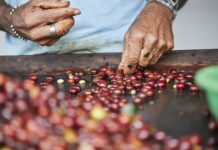 En las últimas décadas, el café ecuatoriano ha fortalecido su protagonismo en mercados globales, destacándose por su calidad, altitud y perfil sensorial único.